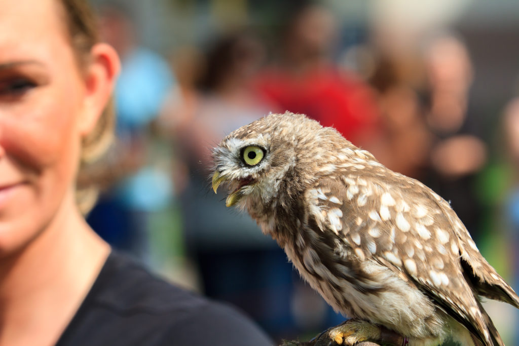 Roofvogelshow Waterfront en Boulevard